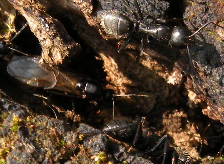 Formicone: Camponotus vagus (Formicidae)